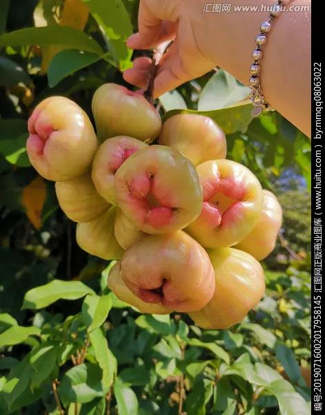 蓮霧：香甜爽脆