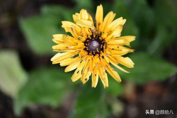 趕盡殺絕,花園裡最痛恨的蟲子 | 園丁 趕盡殺絕,花園裡最痛恨的蟲子 | 園丁