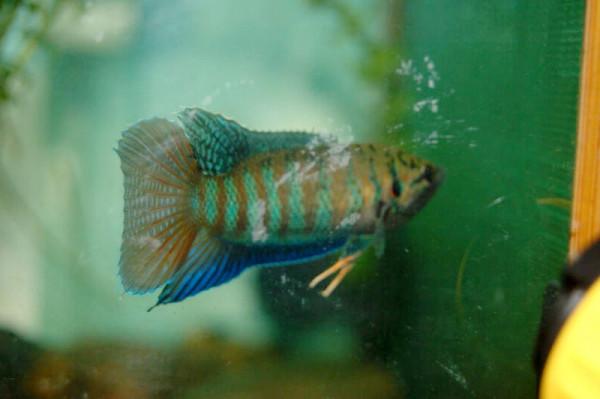 中國原生觀賞魚之叉尾鬥魚 中國原生觀賞魚之叉尾鬥魚