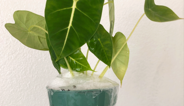 網購有風險，下單需謹慎！想買到便宜的好花苗多注意這些，準沒錯