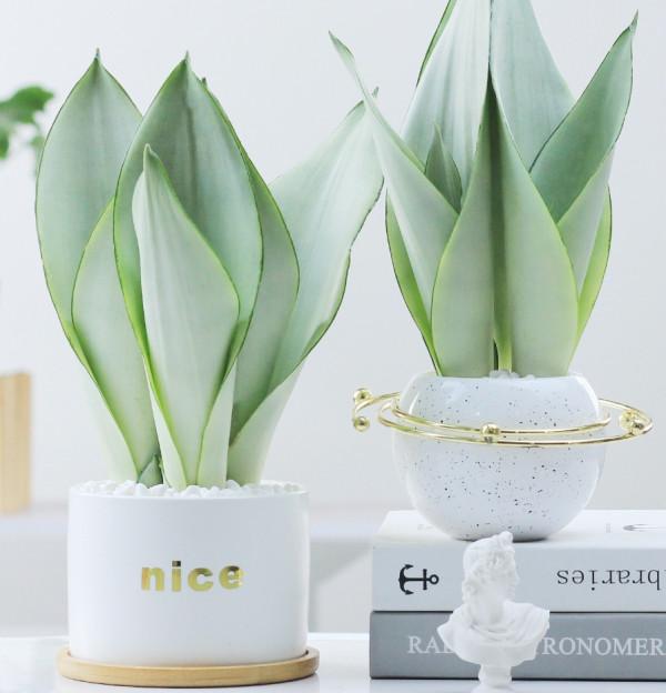 100種觀葉綠植,50種大型的,50種小型的,家裡沒有陽光也能養 100種觀葉綠植,50種大型的,50種小型的,家裡沒有陽光也能養