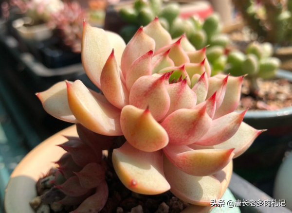 什麼樣的陶瓷盆養多肉好?讓我這個用了好幾種陶瓷盆的人來告訴你 什麼樣的陶瓷盆養多肉好?讓我這個用了好幾種陶瓷盆的人來告訴你