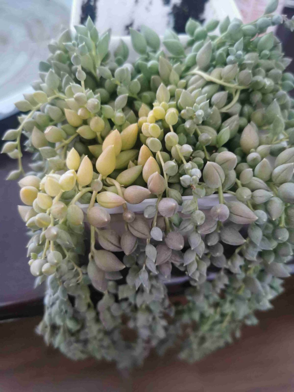 室內“多肉黨”福音,6種多肉特耐陰,沒光也能養爆盆 室內“多肉黨”福音,6種多肉特耐陰,沒光也能養爆盆