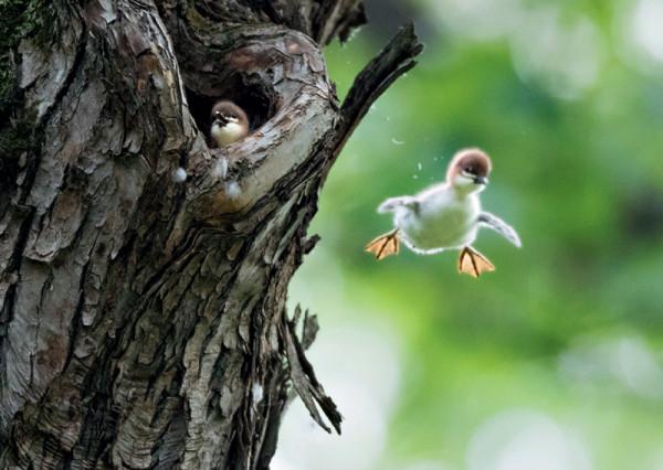 林草科普|中華秋沙鴨的遷徙 林草科普|中華秋沙鴨的遷徙