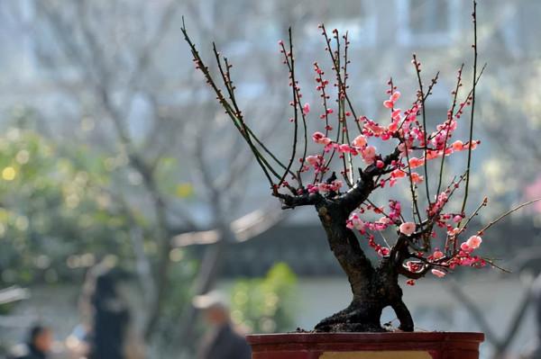 “27種”耐寒的花，好養不怕冷，低溫也能開花