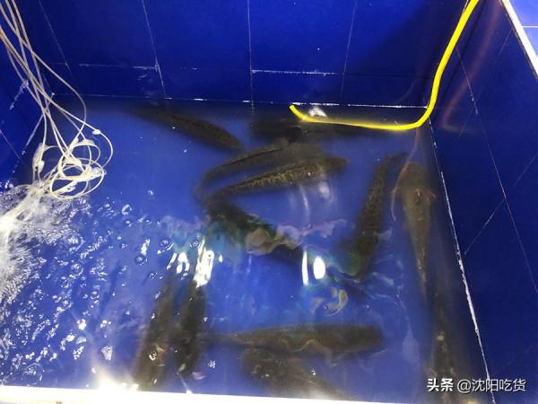 吃這麼大一盆水煮魚,椒鹽那麼厚,老香了 吃這麼大一盆水煮魚,椒鹽那麼厚,老香了