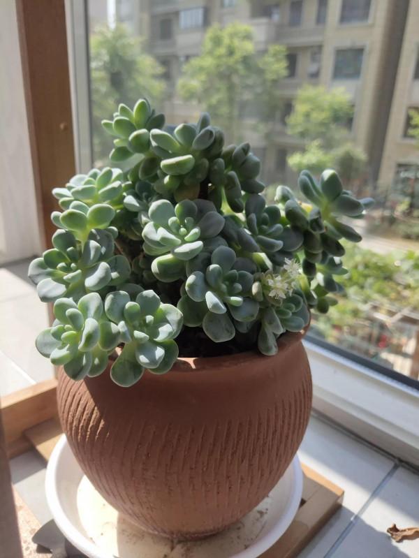 花草不論貴賤 花草不論貴賤