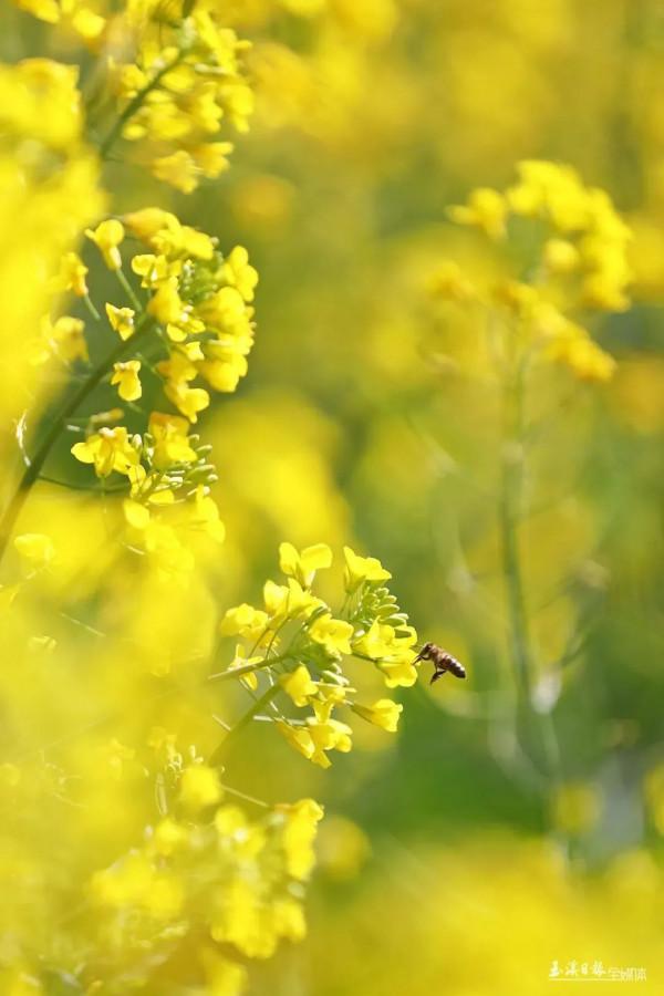 今天，宜到玉溪的油菜花田感受春天