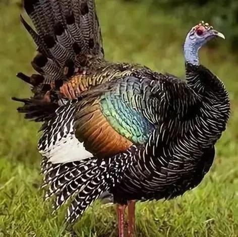 鳥的世界 鳥的天堂