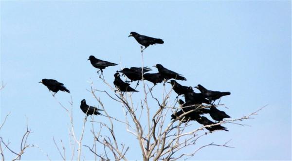 烏鴉死後，為什麼周圍會聚集一群活著的烏鴉？難道烏鴉也辦葬禮？