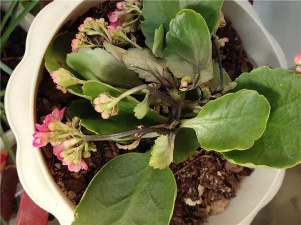 容易因多澆水而死的“10種花”，想要養好，管住手，少澆水