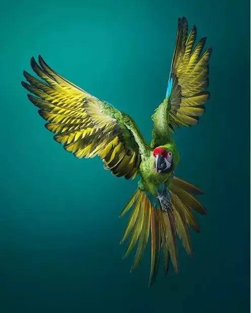 美麗奇趣動物世界，你認識幾種呢？