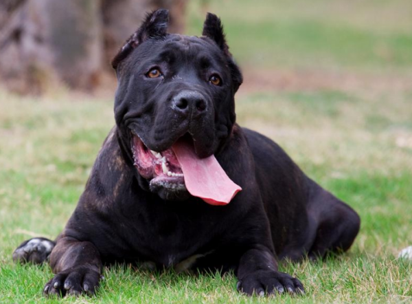 又帥又有型的6種“護衛犬”，忍不住多看一眼