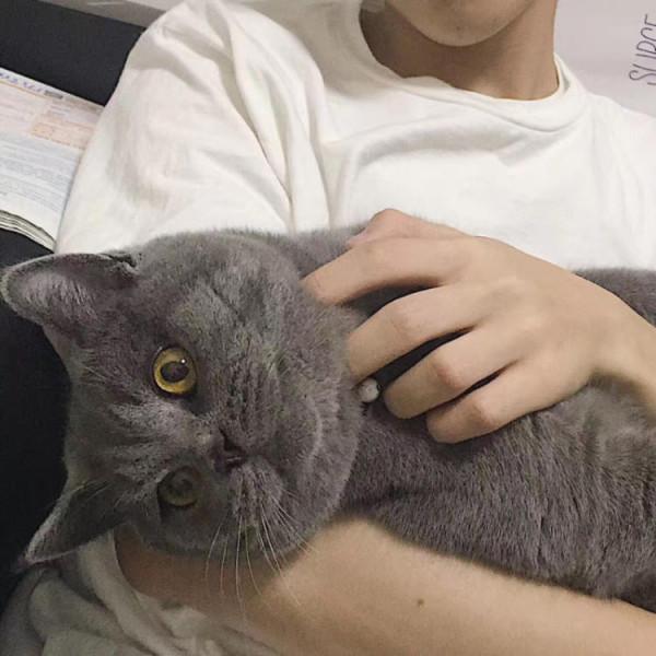 網評“最不臭”的幾種貓,很久不洗澡,身上都帶香氣 網評“最不臭”的幾種貓,很久不洗澡,身上都帶香氣