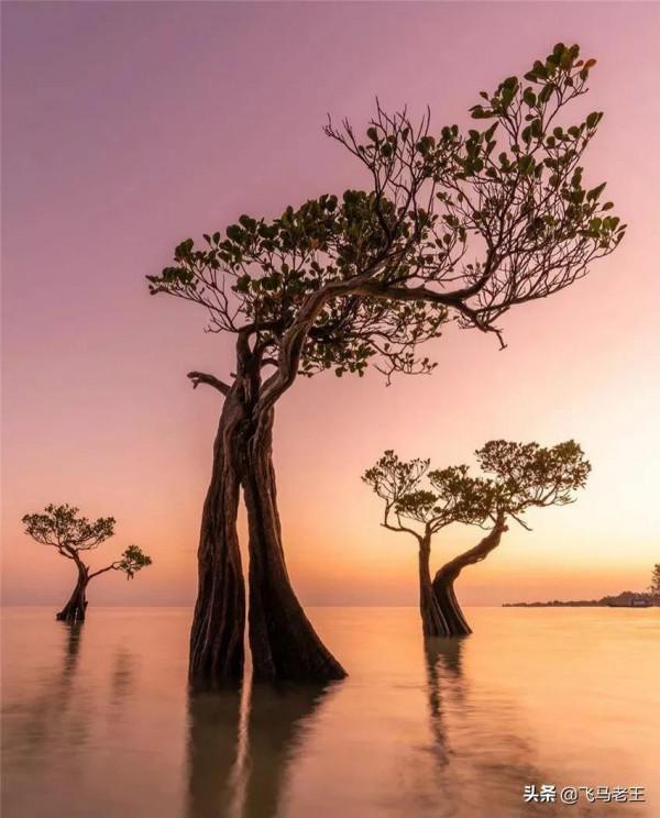 美景：松巴島東部沙灘上獨特的紅樹林和椰子樹