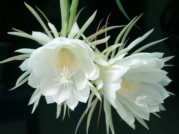 4種“吉利花”，陽光不曬它，養在陰暗處，反而開花開爆盆