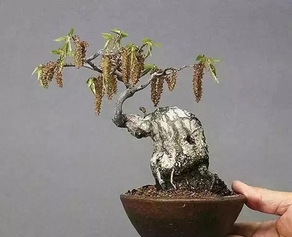 精美的袖珍盆景 精美的袖珍盆景