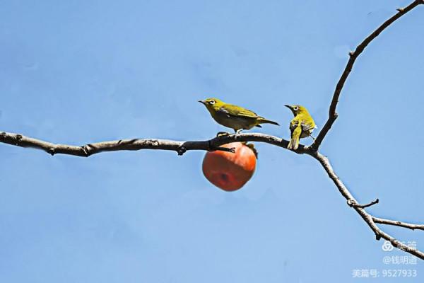 萌萌可愛小精靈——繡眼鳥
