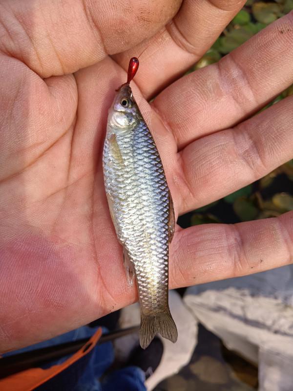 傳統釣組老窩子再續，大板鯽連竿，打窩釣位很重要