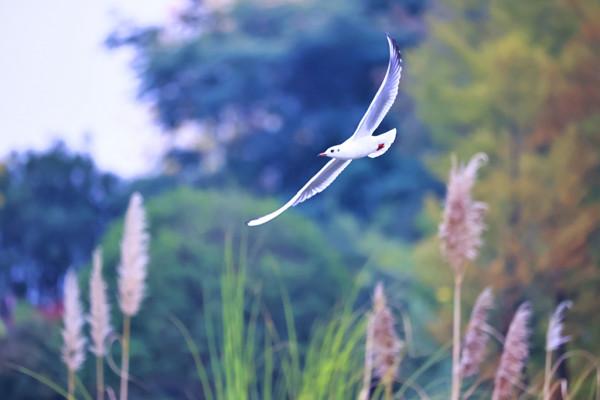 這群“熟客”又來,在富源縣玉順湖逗留 這群“熟客”又來,在富源縣玉順湖逗留