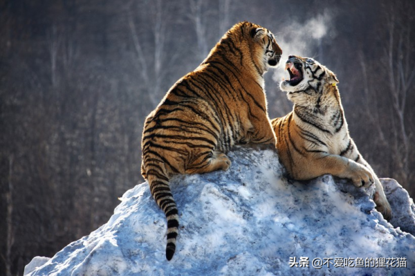 1916年，當最後一隻新疆虎被打死之後