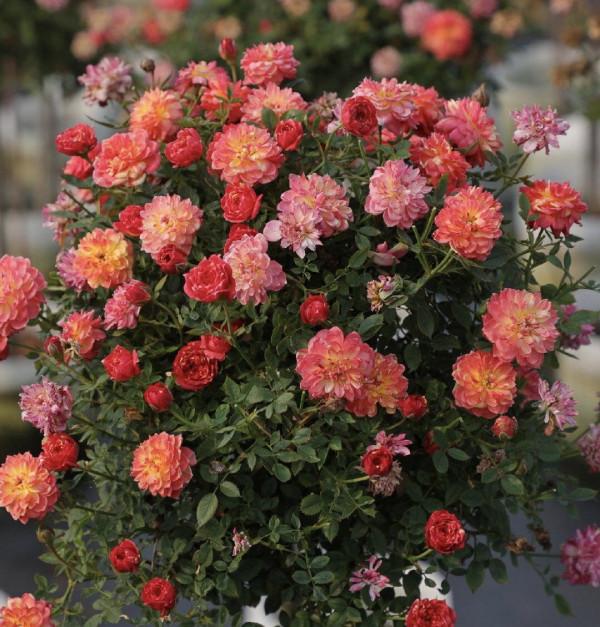 可養成“棒棒糖”的三種花，花期長花朵多造型美，養眼大氣不平庸