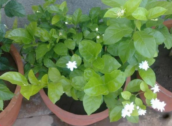 1月養茉莉，牢記“1剪1補”，春天一到花開不斷，驚喜連連