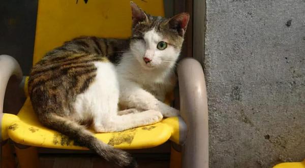 16年前，復旦大學研究生虐殺30只小貓：心煩時挖貓眼只為尋求快感