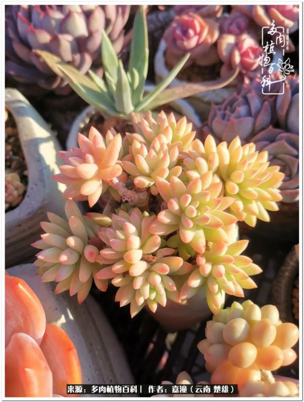 天南海北，一群熟悉又陌生的愛肉人