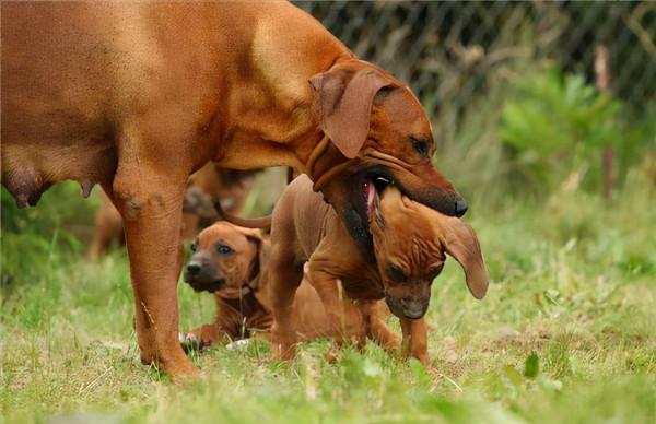 母狗之所以把幼犬叼到你面前，其實是想告訴你這幾件事