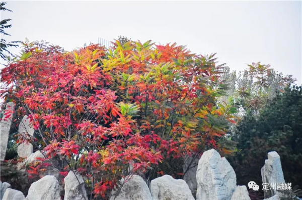 這樣的定州,也太美了吧 這樣的定州,也太美了吧
