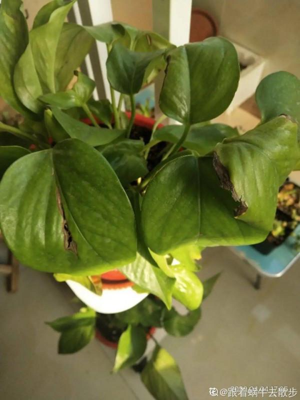 新房裝修完,養盆“天然淨化器”,淨化空氣身體棒 新房裝修完,養盆“天然淨化器”,淨化空氣身體棒