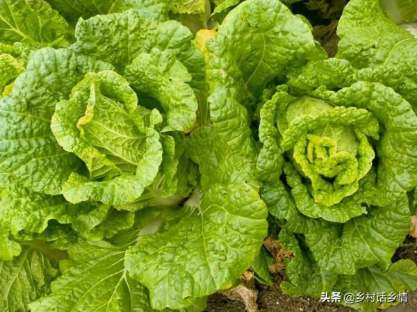 給白菜和蘿蔔施肥,這幾種肥料不能隨便用,長不好還難吃 給白菜和蘿蔔施肥,這幾種肥料不能隨便用,長不好還難吃