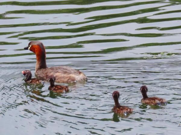 瞧這一家子—小鸊鷉的幸福生活 瞧這一家子—小鸊鷉的幸福生活