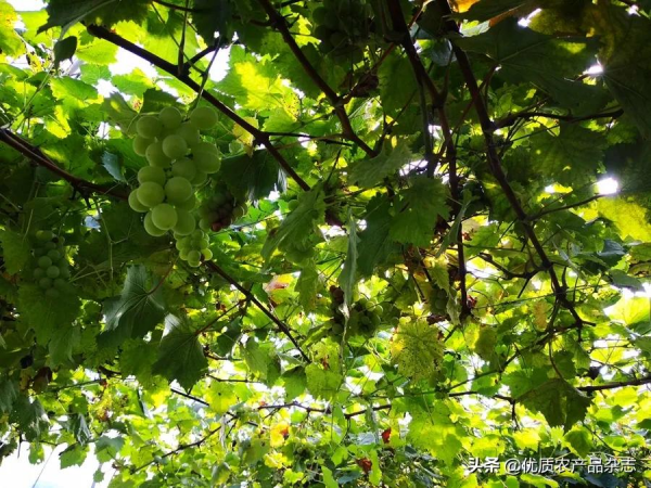 O2O2F互動生態種養:食享未來 用網際網路實現個性化的訂單農業 O2O2F互動生態種養:食享未來 用網際網路實現個性化的訂單農業