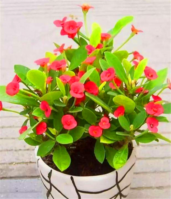 4種“漂亮花”,從年頭開到年尾,耐旱又耐曬,一年賞花300天 4種“漂亮花”,從年頭開到年尾,耐旱又耐曬,一年賞花300天