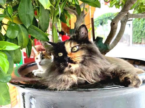 小貓咪“防曬”的奇葩開啟方式合集 小貓咪“防曬”的奇葩開啟方式合集