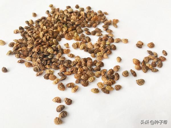 養驢種什麼草？這個草叫驢食草，營養好，能收3~7年，一年割3~4茬