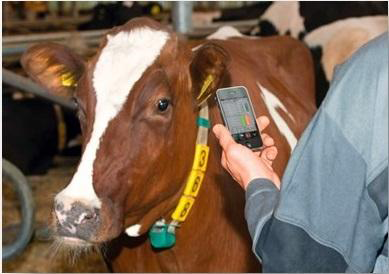 物聯網解決方案：牛聯網