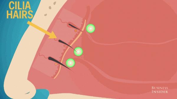 鼻毛長到“竄”出來，賊尷尬！該不該拔掉它？醫生給您科學建議