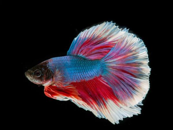 脊椎動物崛起，目標征服陸地——泥盆紀