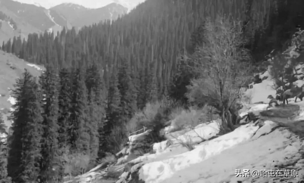 芬蘭元帥曼納海姆1906-1908年拍攝的新疆蒙古人