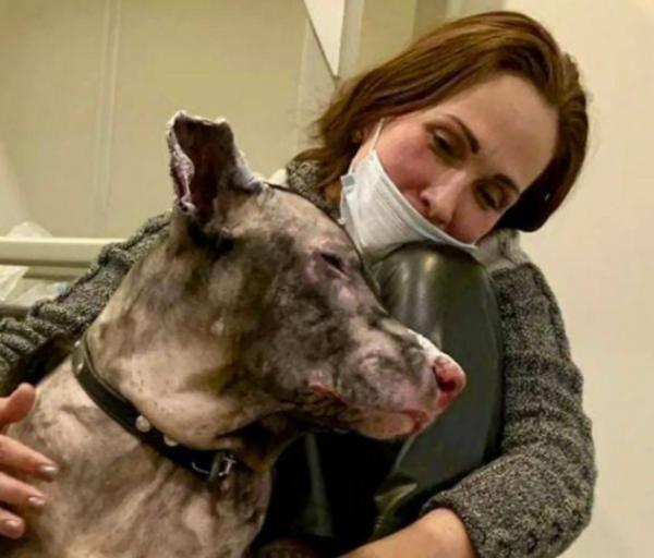 懷孕狗狗衝進火場救出主人，結果卻被遺棄：醫療費用實在太高了