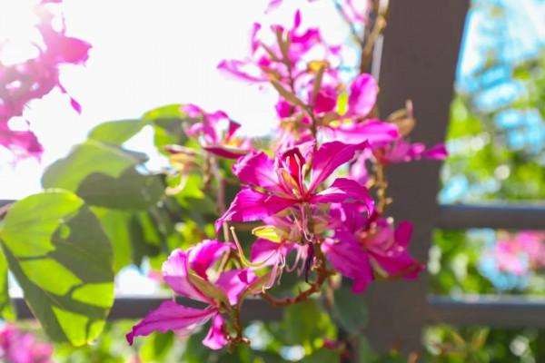 人間四月天，在坪山眼見皆美好