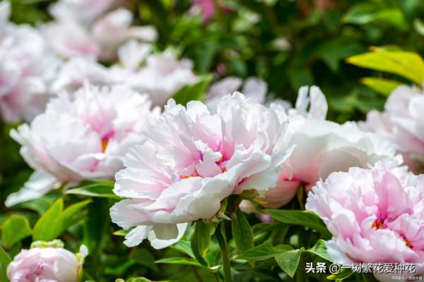 一年四季種啥花，推薦這56種花，詳細特點，讓你買到更適合自己的