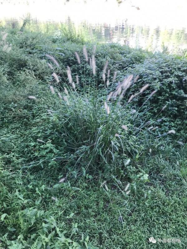 令人驚奇的葉沿——讓孩子學會使用常用工具系列