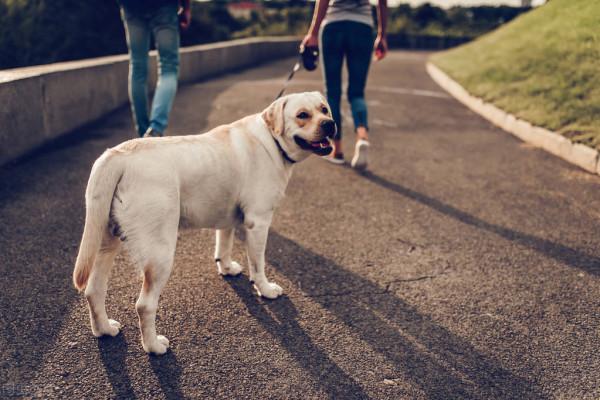 寵物犬發現安全隱患英勇獻身 物業公司理應賠償 數額可以熱議 寵物犬發現安全隱患英勇獻身 物業公司理應賠償 數額可以熱議