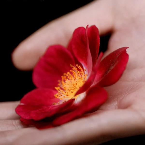 藏不住了,沉浸式美好生活清單 藏不住了,沉浸式美好生活清單