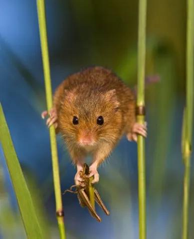 神奇的荒野（紀錄片）
