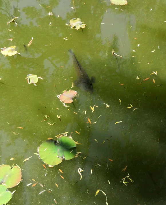 看見大魚但釣不起來,兩男子竟抽水抓魚,網友:是不是玩不起? 看見大魚但釣不起來,兩男子竟抽水抓魚,網友:是不是玩不起?